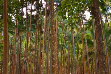 Anse des cascades et superbe cocoteraie à la Réunion