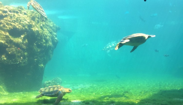 Kélonia et son aquarium de tortues marines