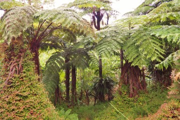 Végétation luxuriante avec le climat tropical de l'île de la Réunion