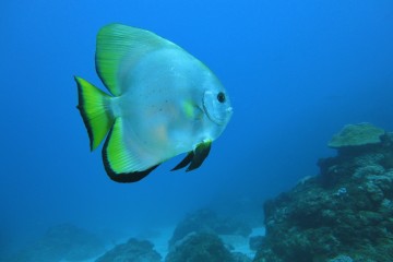 Plongée sous-marine à la Réunion