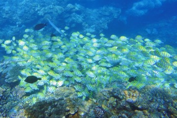 plongée en palme masque tuba pour observer les poissons à la Réunion