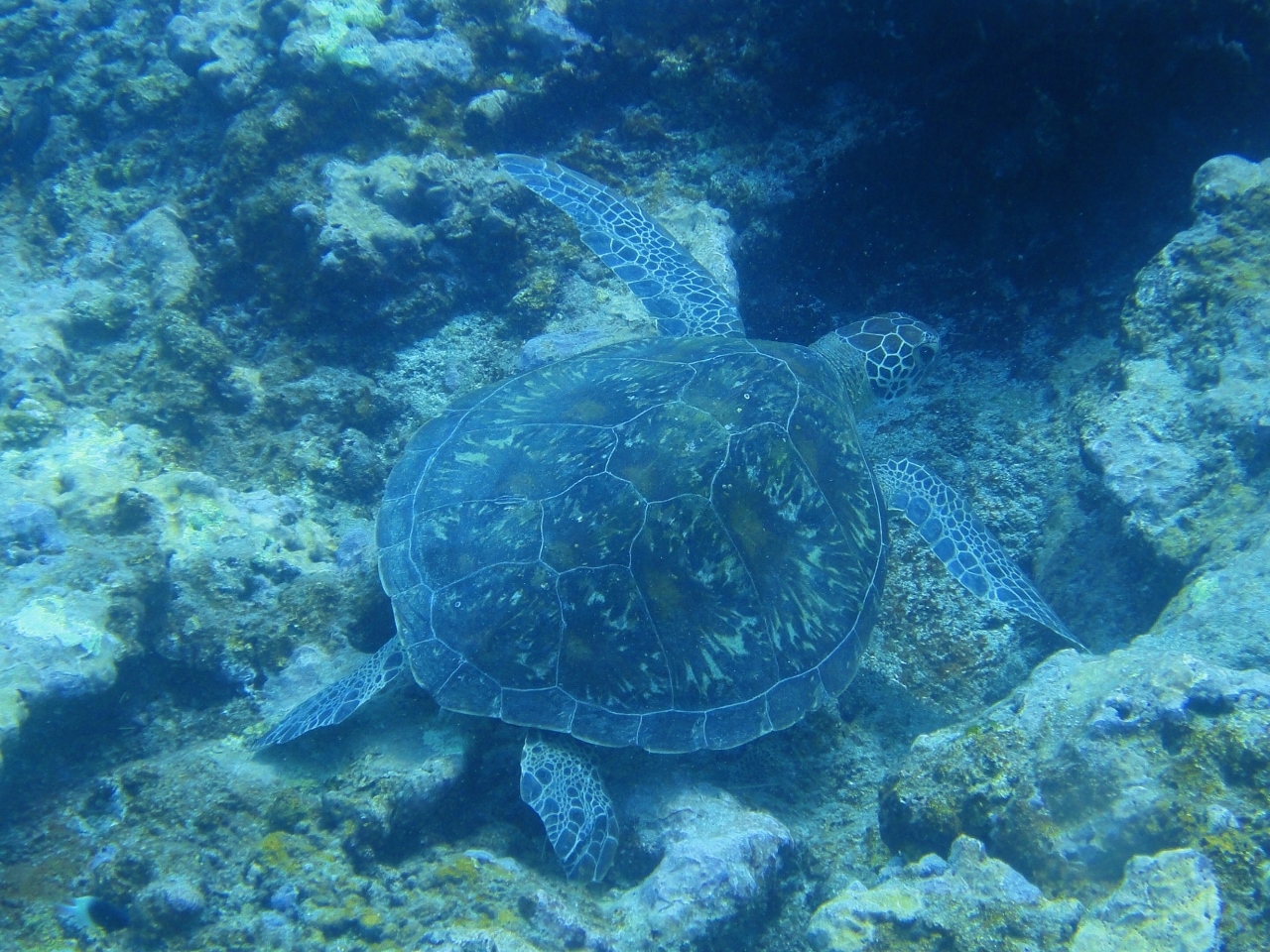 Tortue en plongée sous-marine à la Réunion