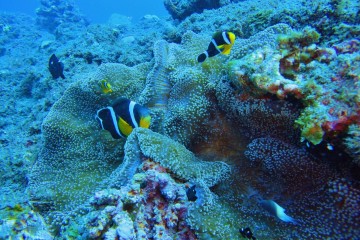 poissons clowns dans une anémone à la Réunion