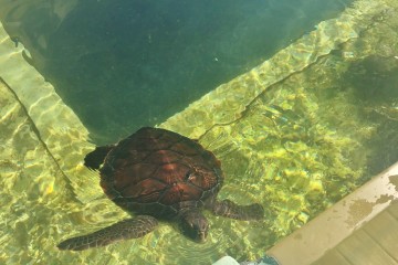 Belle tortue marine à Kélonia