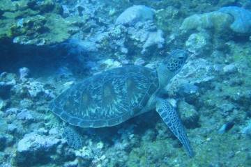observation d'une tortue marine en plongée à la Réunion