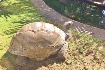 Grosses tortues terrestres à Kélonia à la Réunion