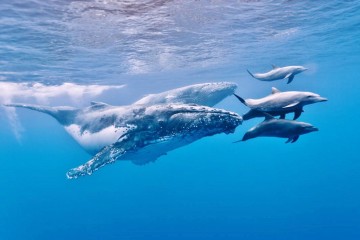 observation des baleines à la réunion