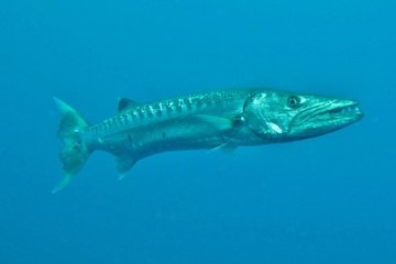 Big game fishing with barracuda