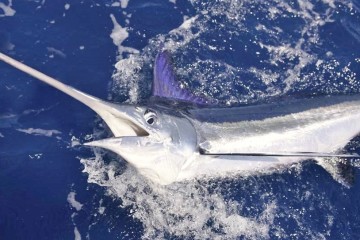 big game fishing in reunion island