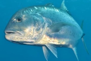 Pêche au gros à la réunion avec carangue