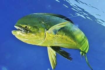 Pêche d'une Dorade coryphène à la Réunion