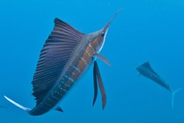 La pêche au gros à la Réunion avec un voilier