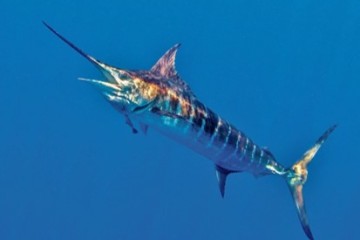 Pêche d'un marlin à la Réunion