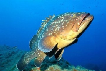 pêche d'un mérou à la Réunion