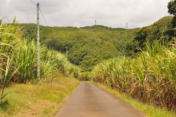 route entourée de champs de canne bassin la paix