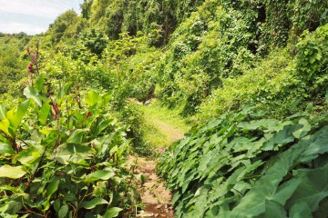 Randonnée le long de la rivière des Roches à la Réunion