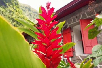 Fleurs la Réunion : Alpinia