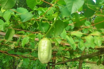 Culture de chouchou à Salazie à la Réunion