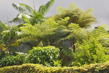 Fougère arborescente à la Réunion