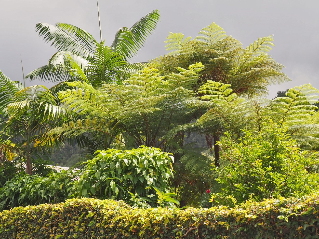 Fougère arborescente à la Réunion