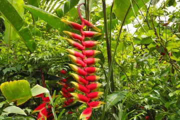 Héliconia Rostrata (ou Pince de Homard)