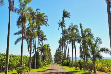L'allée de la vanilleraie de la Réunion