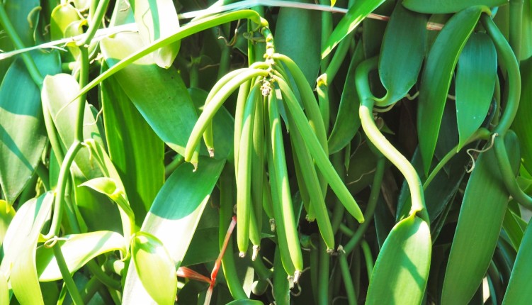 vanille de la reunion