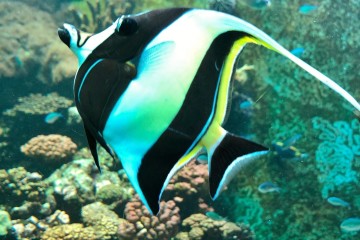Idole des Maures à l'aquarium de la Réunion