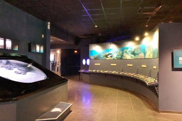 parcours ludique dans l'aquarium de Saint Gilles