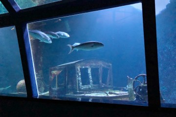 Une épave et des poissons à l'aquarium de la Réunion