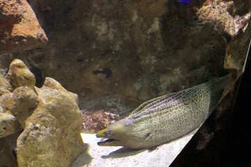 Une belle murène dans l'aquarium de la Réunion