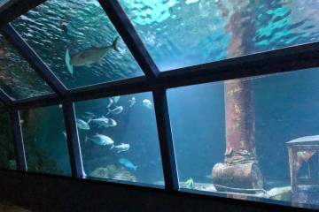 Les bassins de l'aquarium de la Réunion