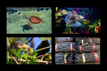 La Réunion possède une flore et une faune riche