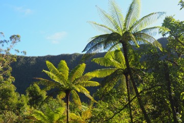 Les fougères arborescentes de la Réunion