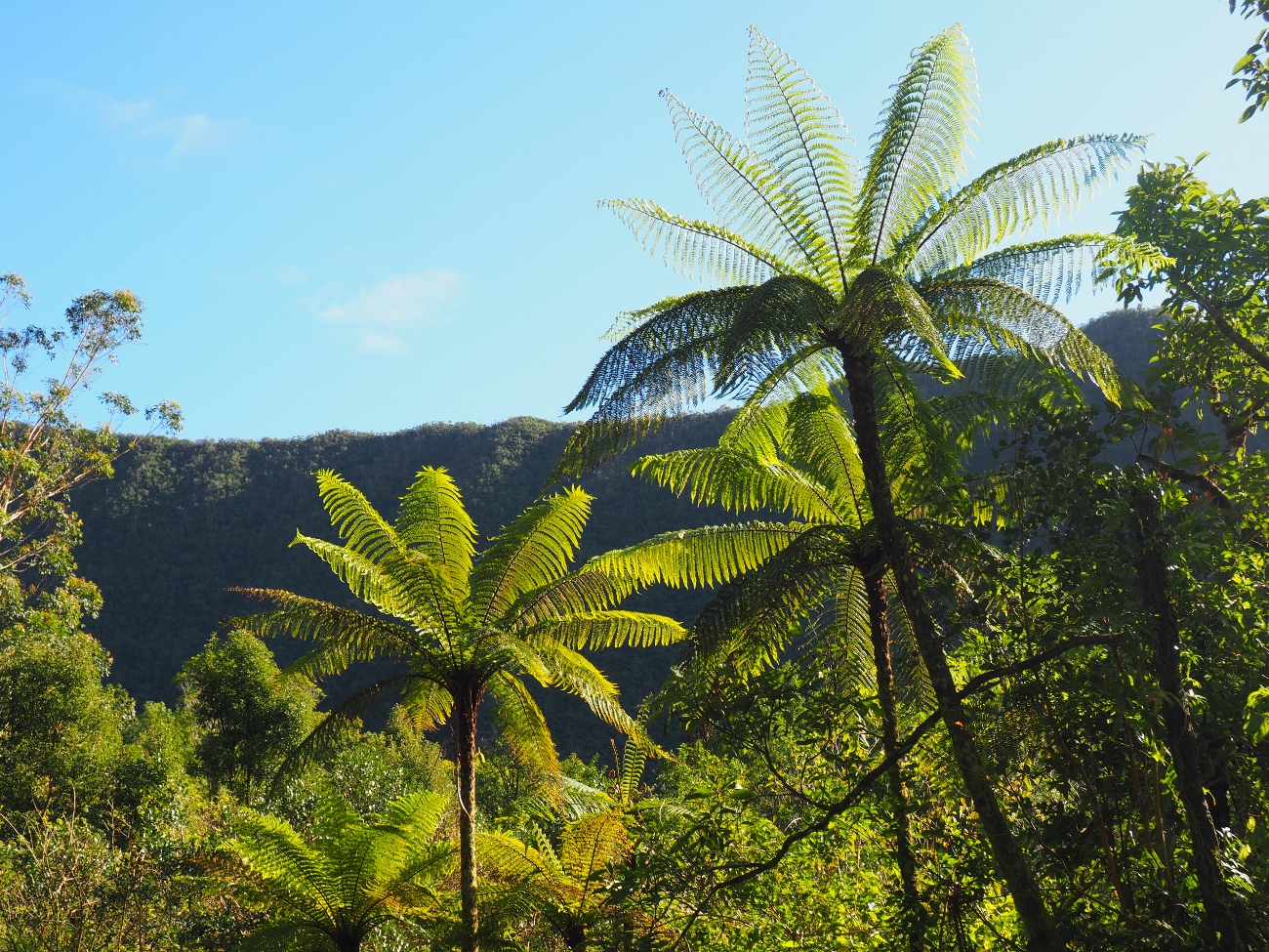 Les fougères arborescentes de la Réunion