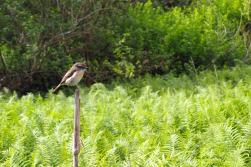 L'oiseau tec-tec à la Réunion