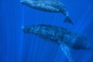 La baleine et son baleineau à la Réunion