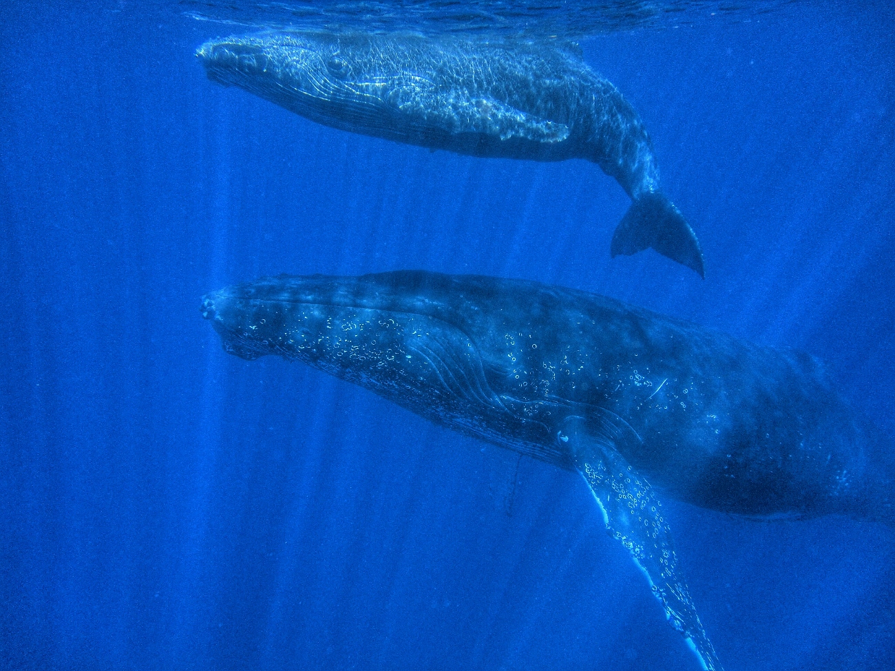 La baleine et son baleineau à la Réunion