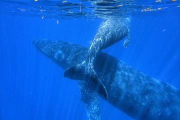 Observation des baleines à la Réunion