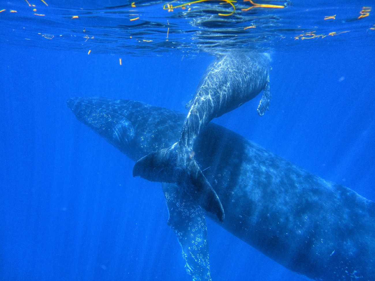 Observation des baleines à la Réunion