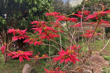 Poinsettia arbre noël