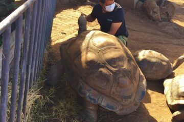 jardin-des-tortues-réunion