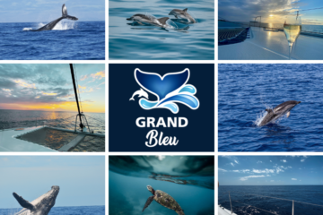 Croisière bateau et catamaran Le Grand Bleu à La Réunion