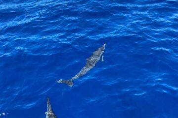 Dauphins-grand-bleu