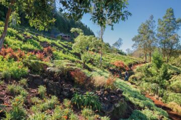 pique-nique-au-makes