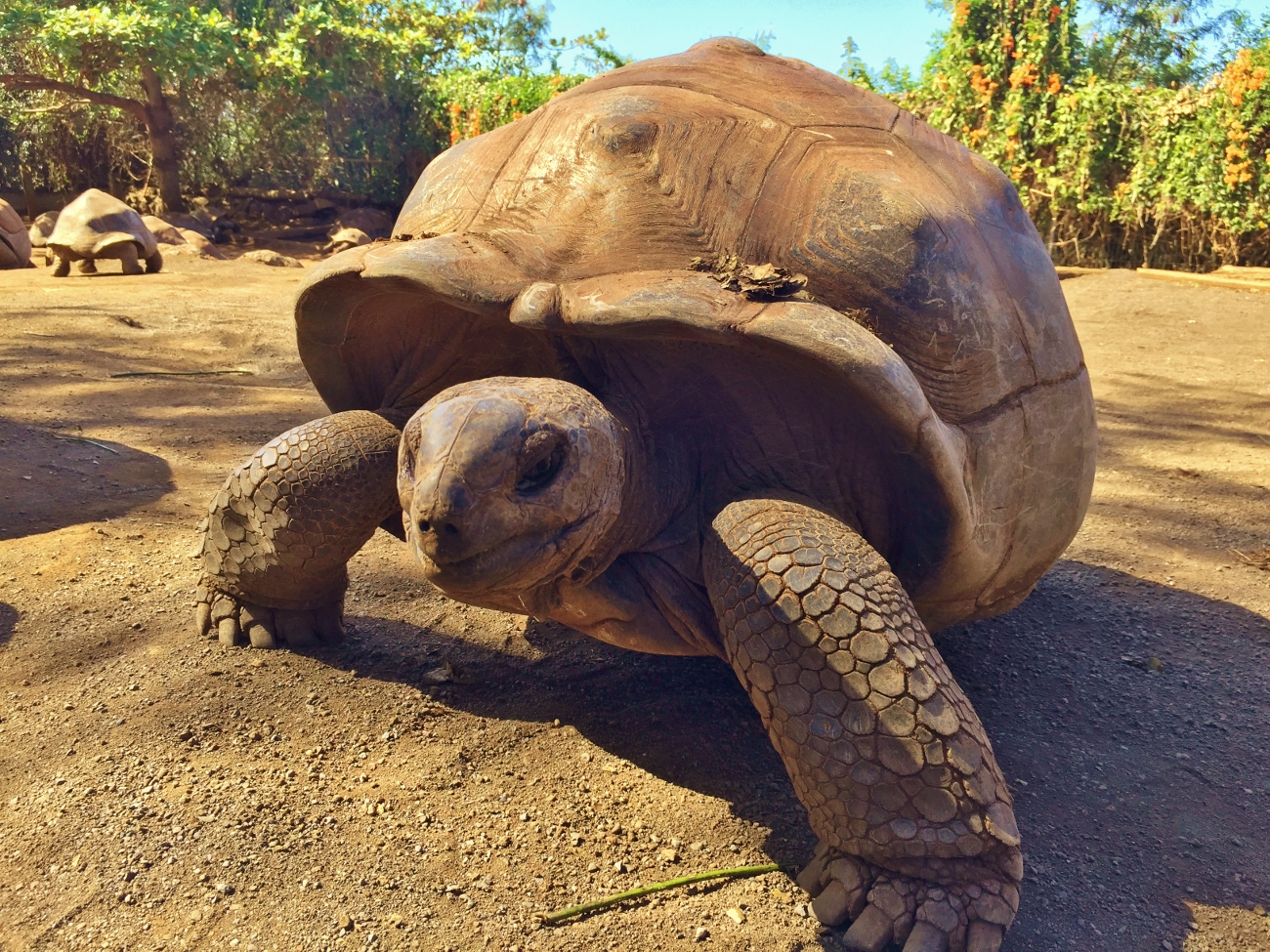 observation-des-tortues