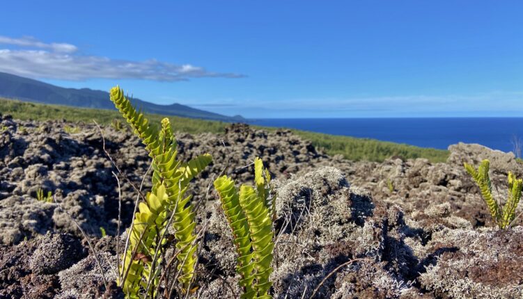 Le sud sauvage de la Réunion