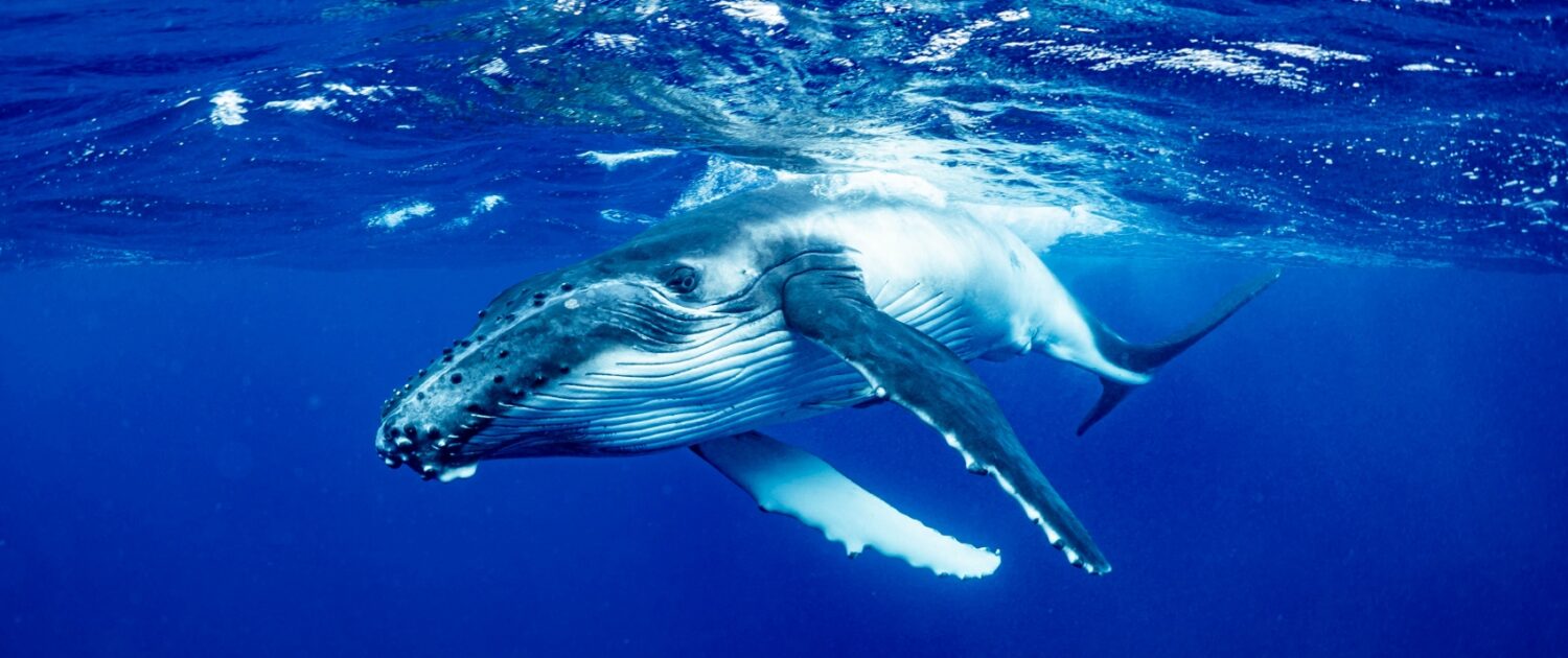 baleine à la Réunion
