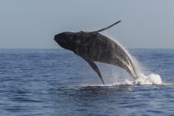 baleine à la réunion