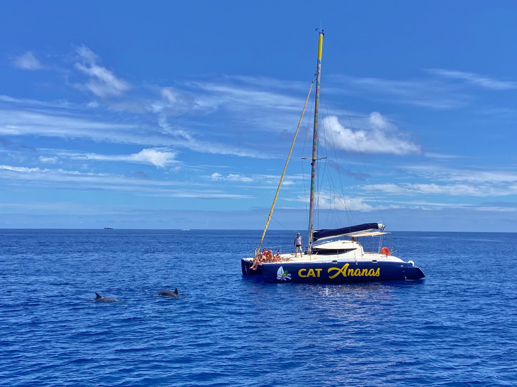 activités en famille à La Réunion : observer les dauphins
